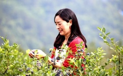 蜜芽跳转接口点击进入忘忧草网站